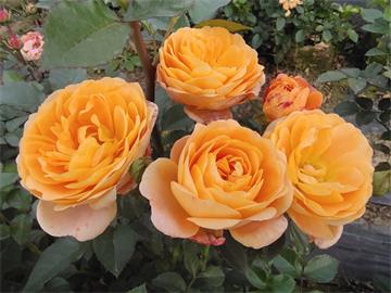 不同颜色玫瑰花的花语是什么？