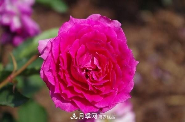 上海辰山植物园月季花海，五一迎来最佳观赏期(图6)