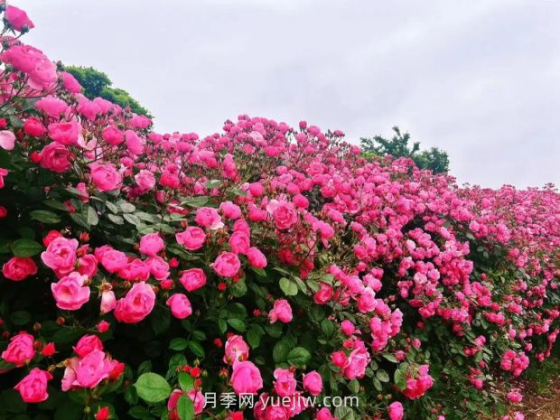 上海放鹤谷无门票，30万朵200多种月季开成了花海(图1)