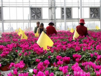扬州高邮：每天发货30万株，花工厂绽放乡村振兴致富花