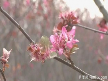 菏泽成武：千亩海棠反季节开花，逆袭深秋成一景