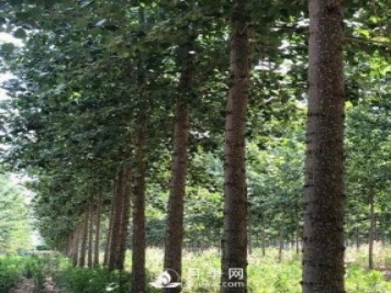 河南周口：培育出不飞絮的杨树新品种
