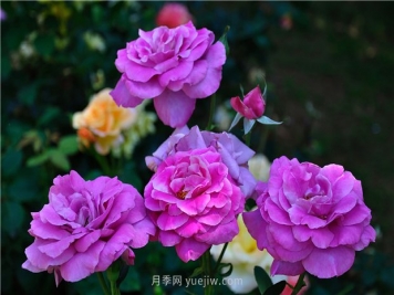 南昌滨江月季园，带你去看天下风流的江西月季花