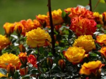 安阳市滑县森林公园月季花开放，赏花打卡正当时