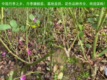 上海龙凤419：月季裸根苗的选购、栽植、肥水、养护技术大全