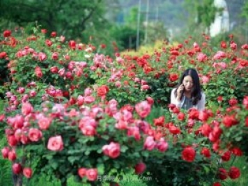 花卉旅游，“花为媒”带动“美丽经济”升级