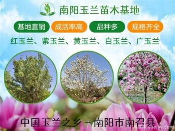 行道树的分类，常见的常绿行道树品种有哪些？
