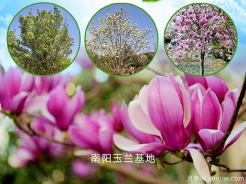 南阳玉兰基地：紫玉兰的园林用途和功效作用