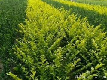 大叶黄杨的养殖护理
