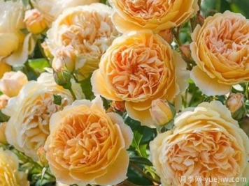 大花香水月季的养护方法，分享10种花香飘满屋