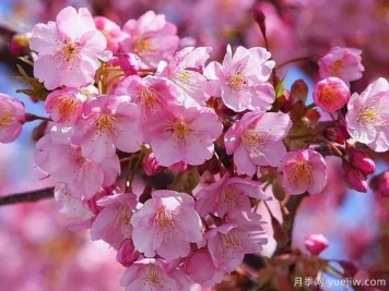 园林绿化中常见的樱花品种主要有哪些？