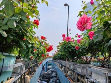 1.2万株月季盛开，南昌八一桥景观花廊拥抱春景