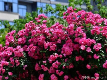 武汉新增多条绝美月季花道，江城处处花海景观