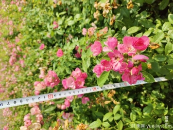 安吉拉月季盆栽苗，60厘米高基地发货