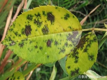 深秋天季节月季出现斑点的病害原因与防治