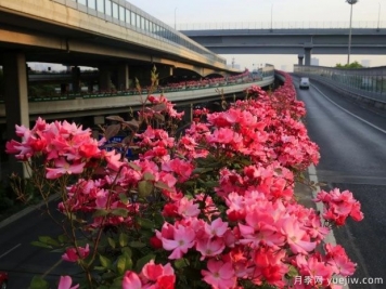 30万株新品种，杭州高架月季会带来什么样的惊喜？