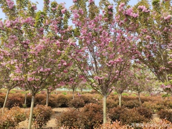 樱花树几年可以开花？日本晚樱开花的观赏价值