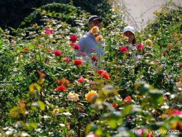 南宁花卉公园3万株月季入盛花期，市民闻香而来
