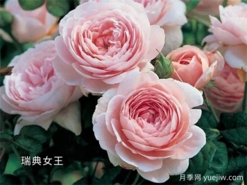 100种月季玫瑰品种图鉴大全，你认识有没有超过10个？