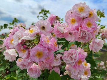 山木香和野蔷薇的辨识区别