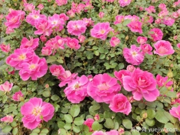 仙境盆栽月季杯苗粉色丰花，绿化工程批发