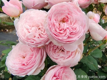 19朵粉色玫瑰花语是什么？