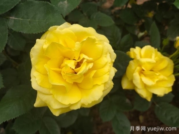 黄玫瑰的花语是什么？黄玫瑰的寓意和象征