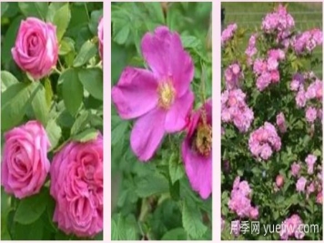 轻松区分月季、玫瑰和蔷薇ROSE三姐妹，不再迷茫于爱情花海