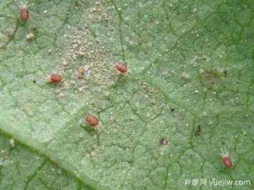 月季常见病虫害之红蜘蛛的习性和防治措施
