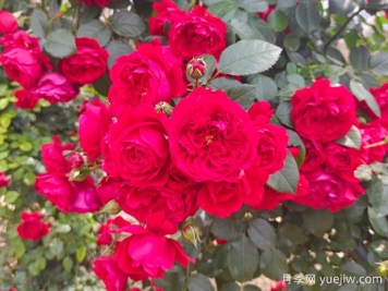 6款红色系的藤本月季品种，适合打造网红花墙