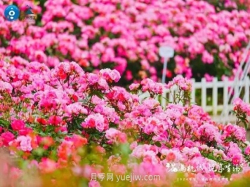 2024年第二届杭州市月季花展举办，赏500万株月季