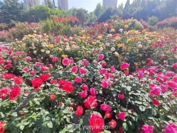 郑州月季公园40万株月季竞相绽放，感受花漾生活