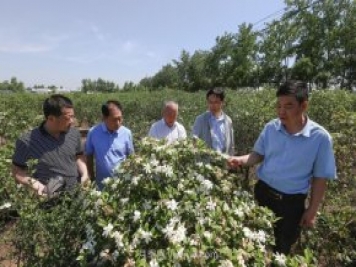 唐河唐栀子，地标农产品成农民增收致富的朝阳产业