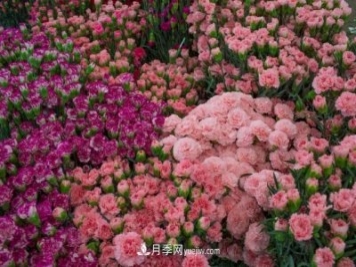 中国6大花市，全国花卉批发市场介绍