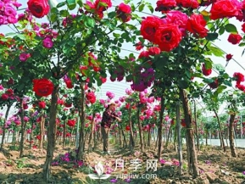 新品“月季树”为北京市花添色彩，居然引种自南阳内乡