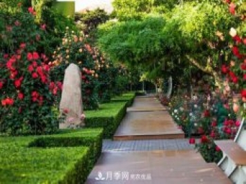 秦皇岛适合养月季花，市花和市树是什么