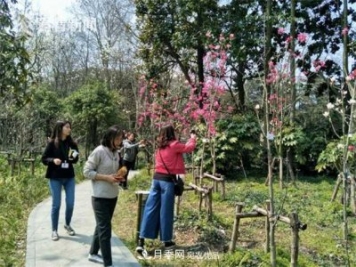 上海植物园首现最红最纯的玉兰新品种