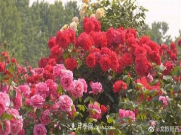 肥西县三河镇百亩树状月季园：花开正艳，产业增收